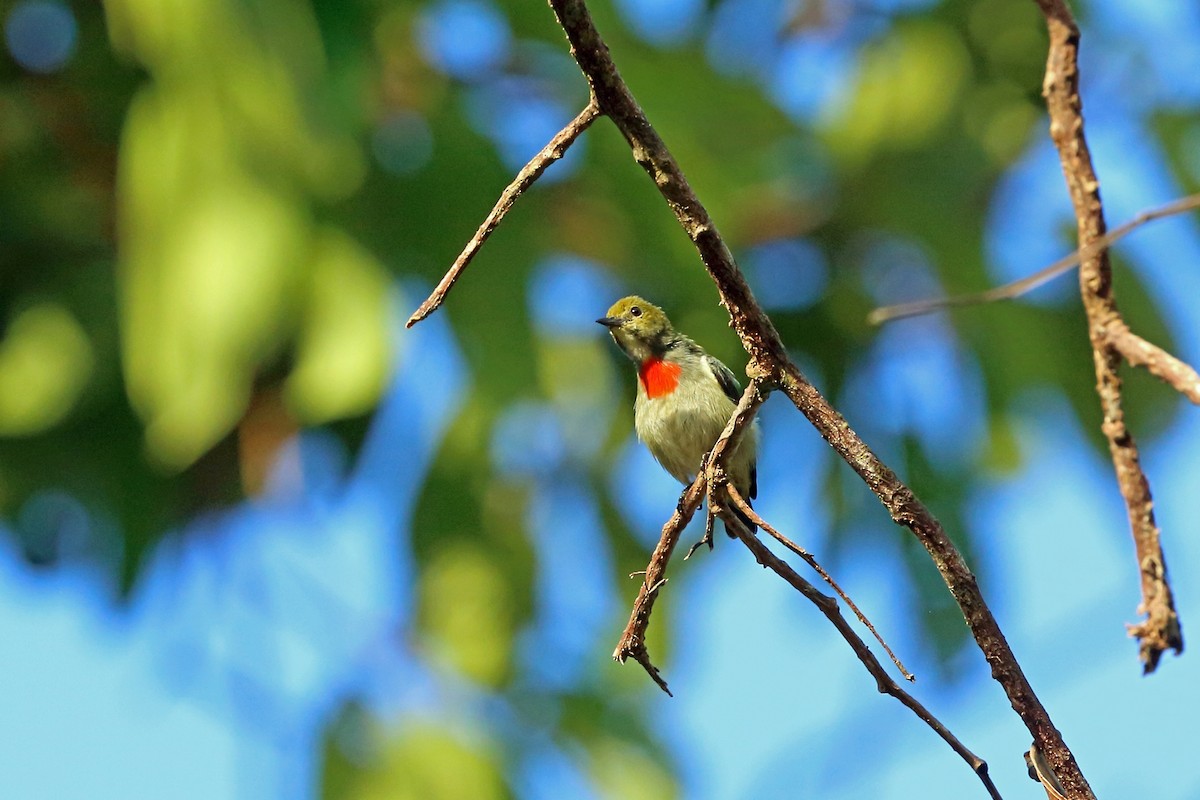 Olive-crowned Flowerpecker - Nigel Voaden