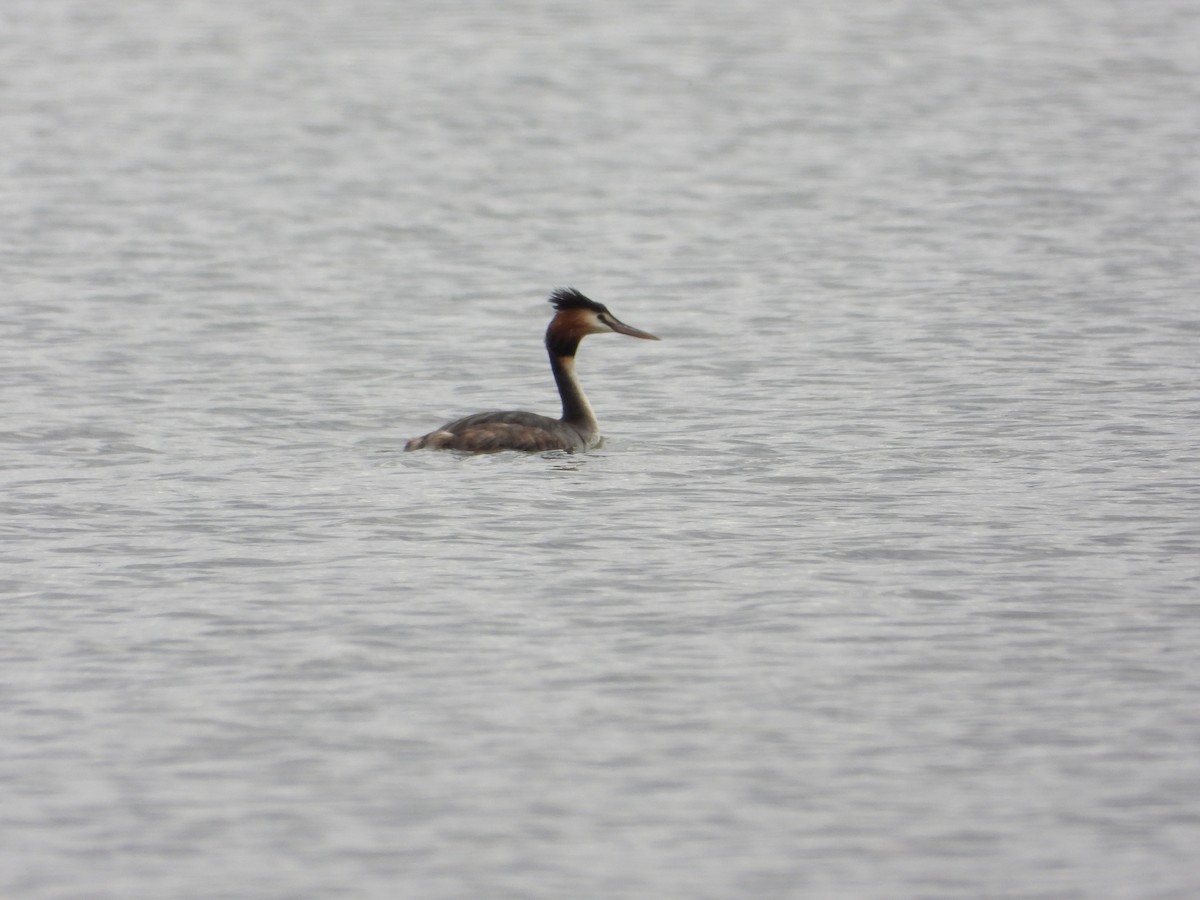 Great Crested Grebe - ML473242441