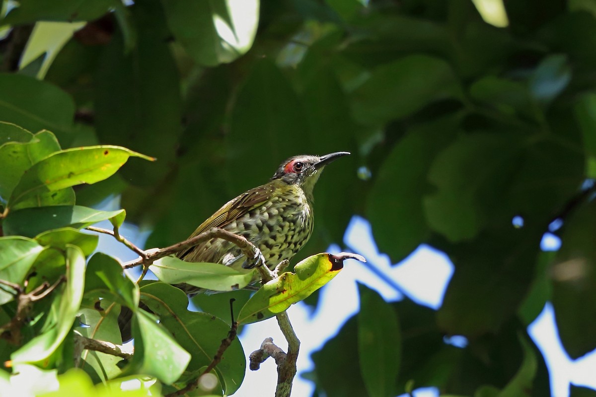 Spotted Honeyeater - ML47324551