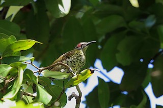  - Spotted Honeyeater