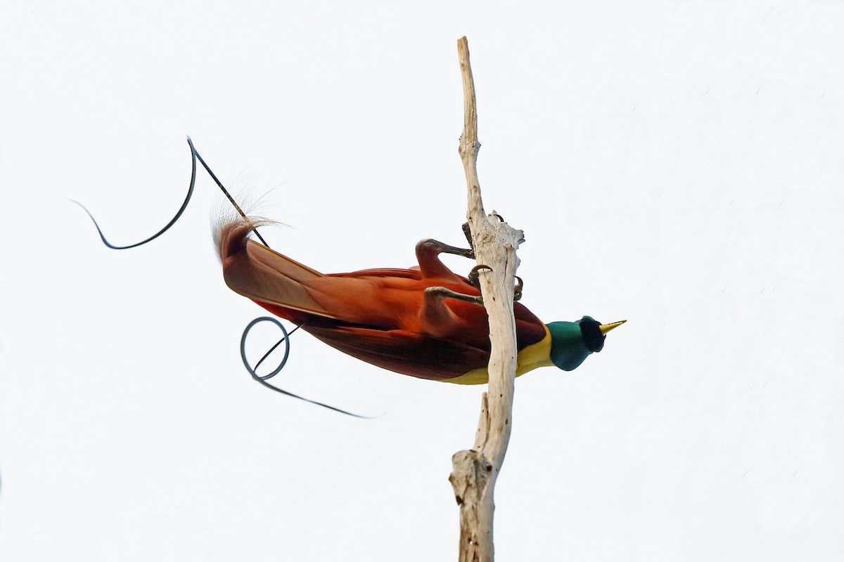 Red Bird-of-Paradise - Nigel Voaden