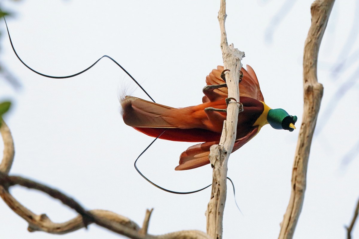 Red Bird-of-Paradise - Nigel Voaden