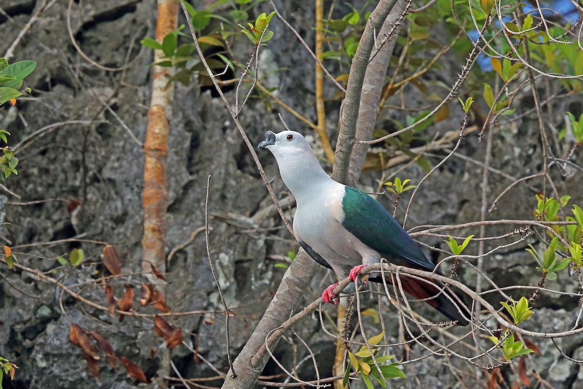 Spice Imperial-Pigeon - ML47324881