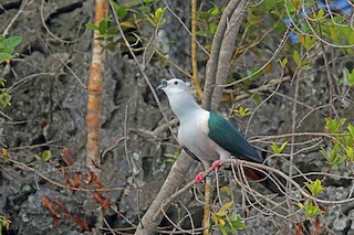  - Spice Imperial-Pigeon