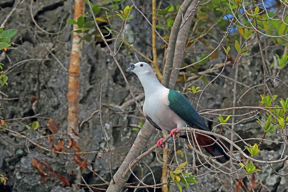Spice Imperial-Pigeon - ML47324891