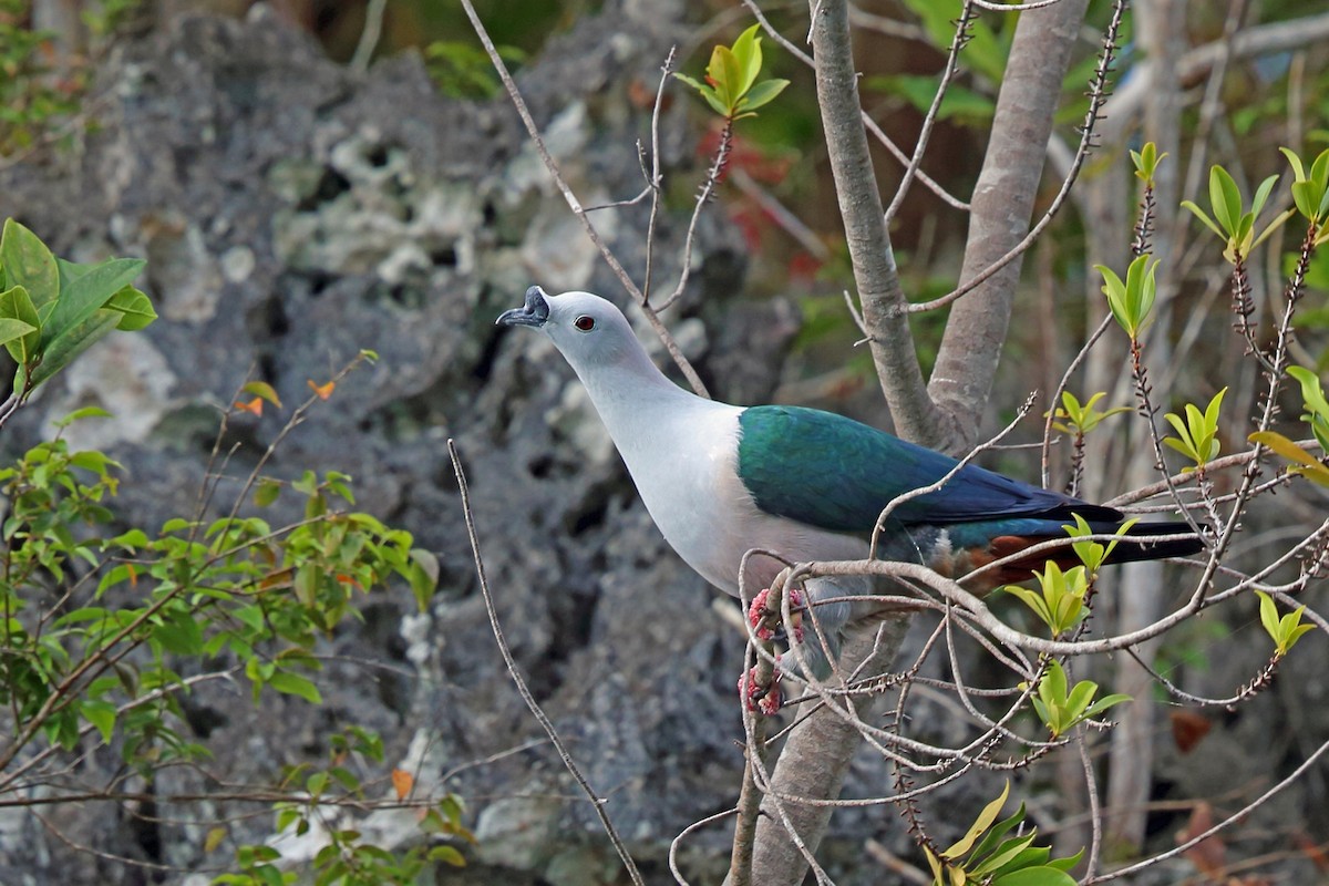 Spice Imperial-Pigeon - ML47324901