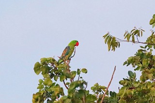  - Great-billed Parrot