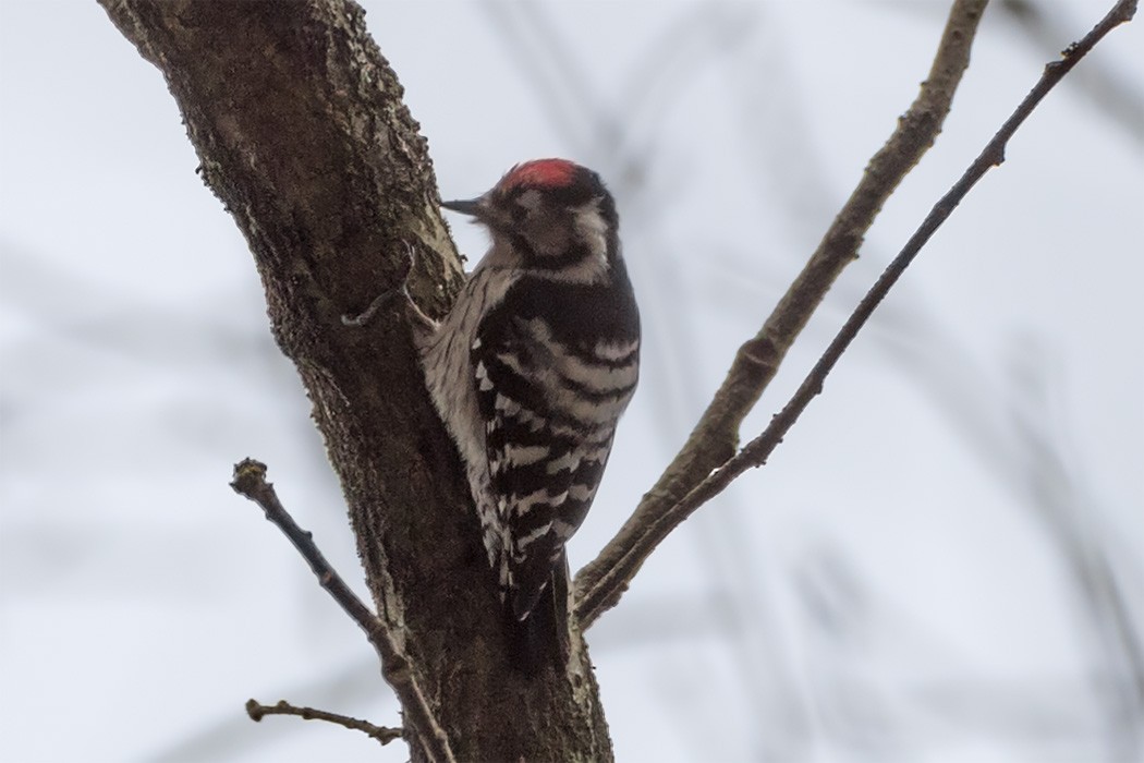 Lesser Spotted Woodpecker - Göktuğ  Güzelbey