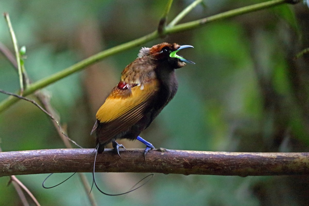 Magnificent Bird Of Paradise