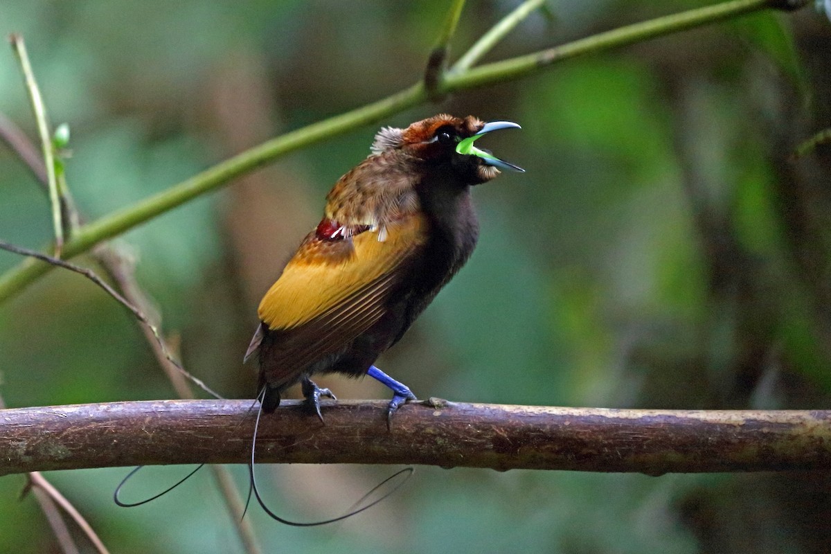 Magnificent Bird-of-Paradise - ML47326131