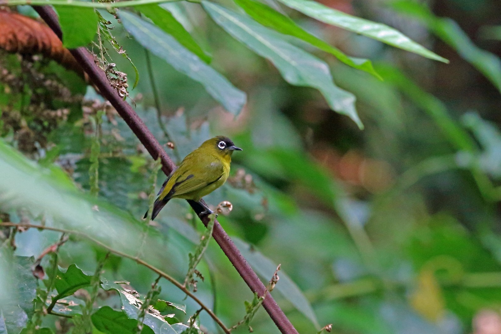 Hylophilus hypoxanthus fuscicapillus