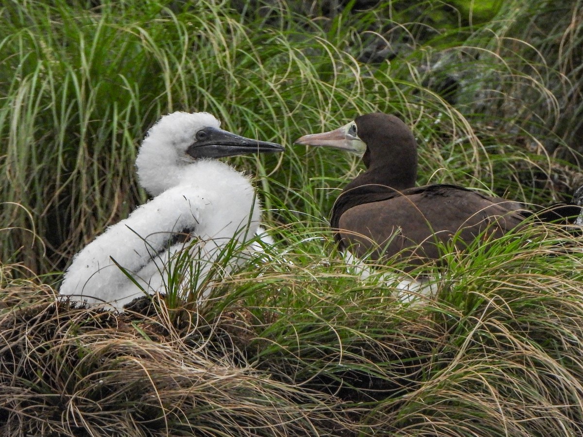 Brown Booby - ML473262251