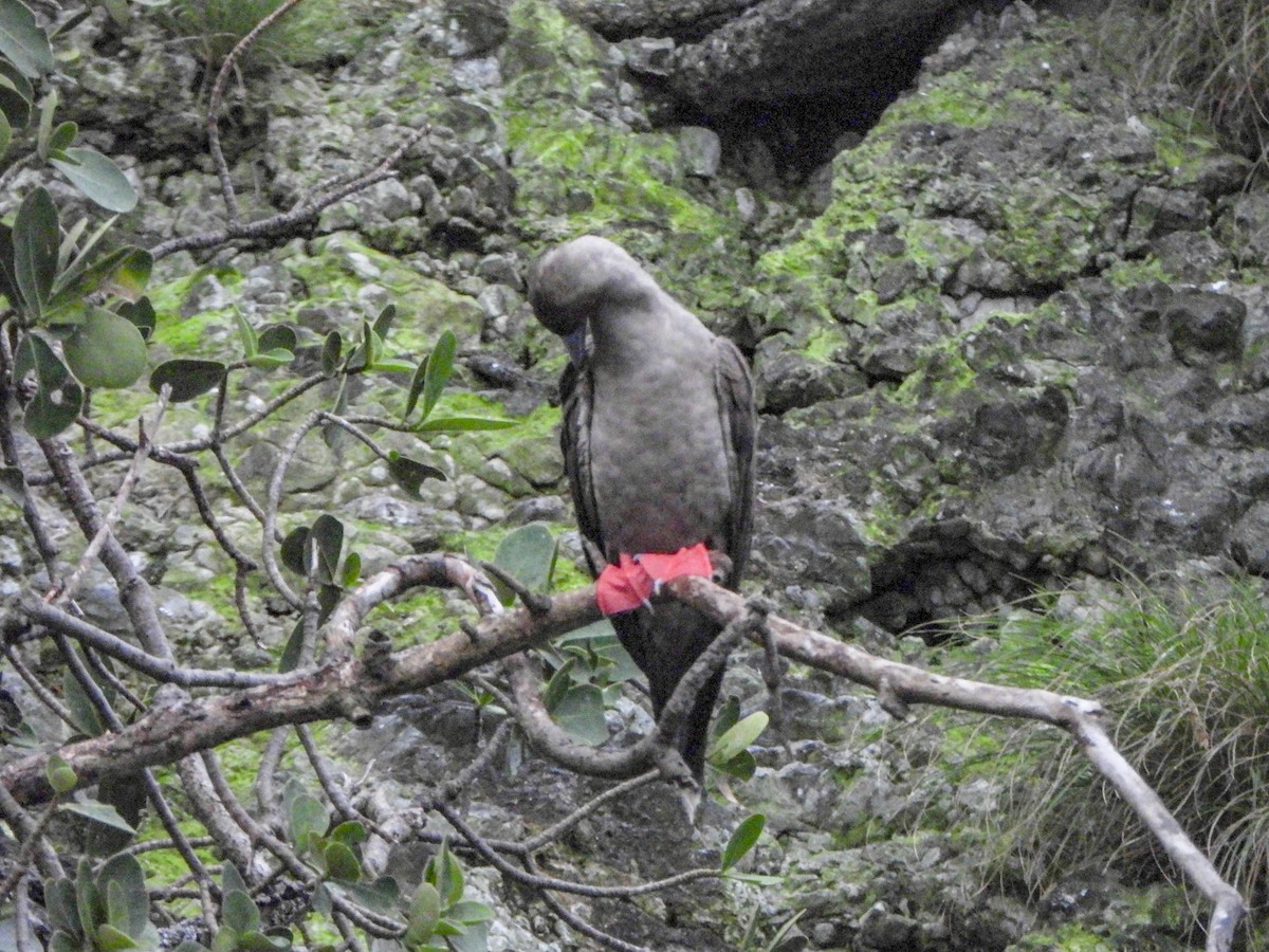 Red-footed Booby - ML473262261