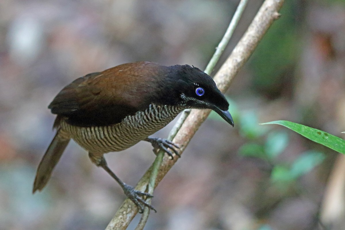 Western Parotia - Nigel Voaden