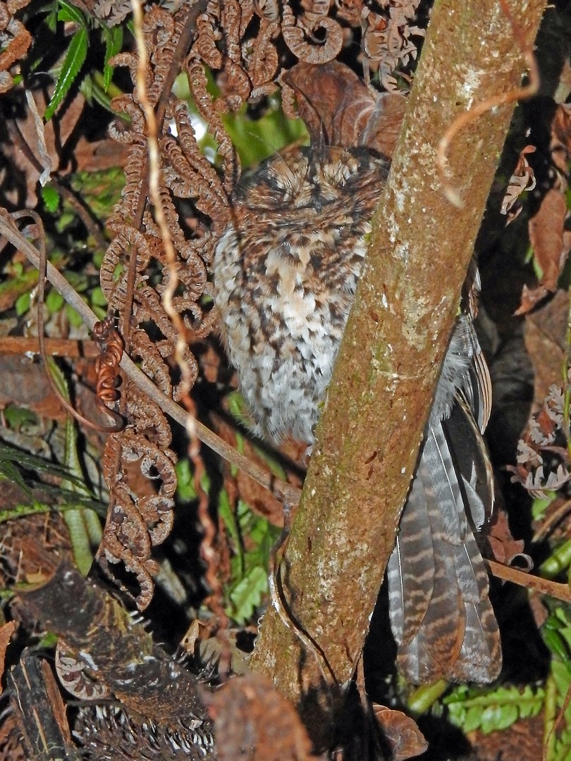 Mountain Owlet-nightjar - Nigel Voaden