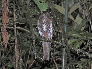  - Feline Owlet-nightjar