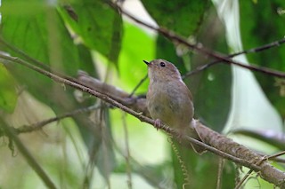  - Vogelkop Scrubwren