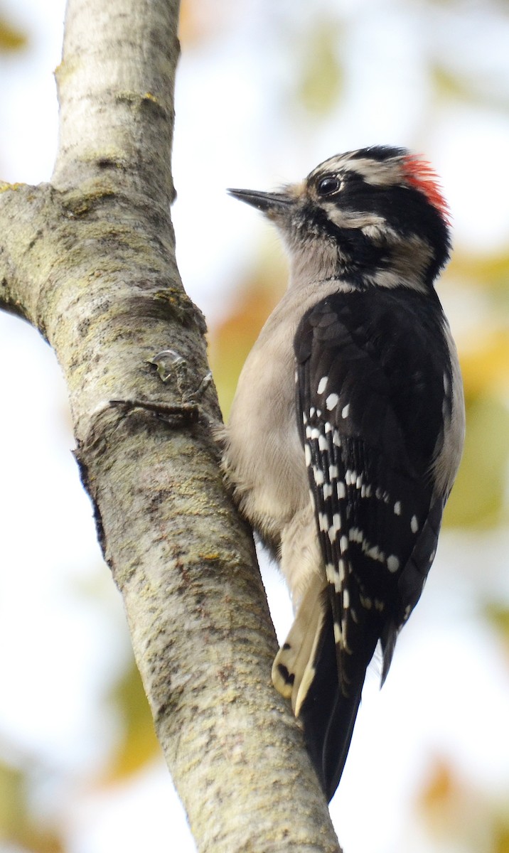 Downy Woodpecker (Pacific) - Steven Mlodinow