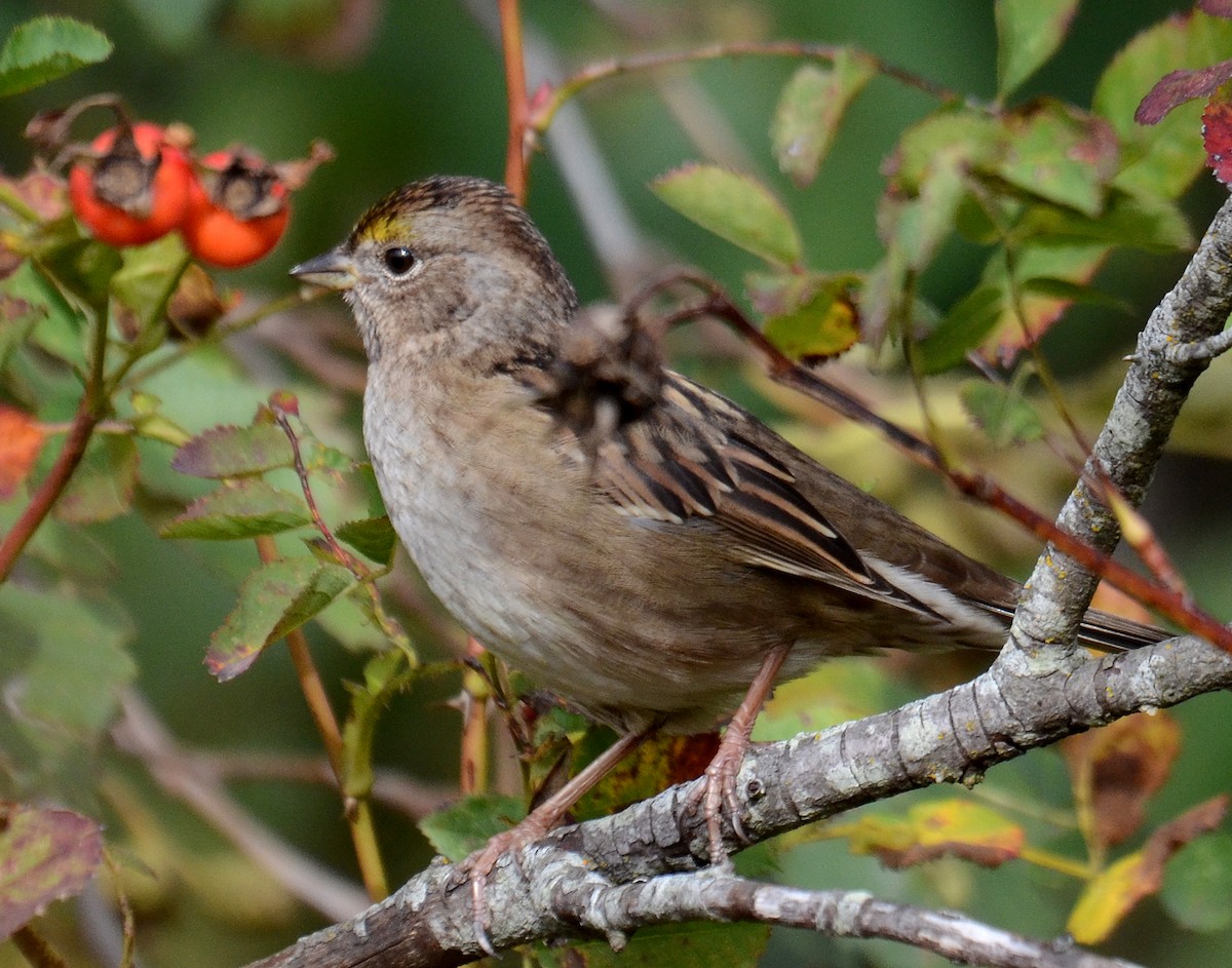 Golden-crowned Sparrow - ML47326981