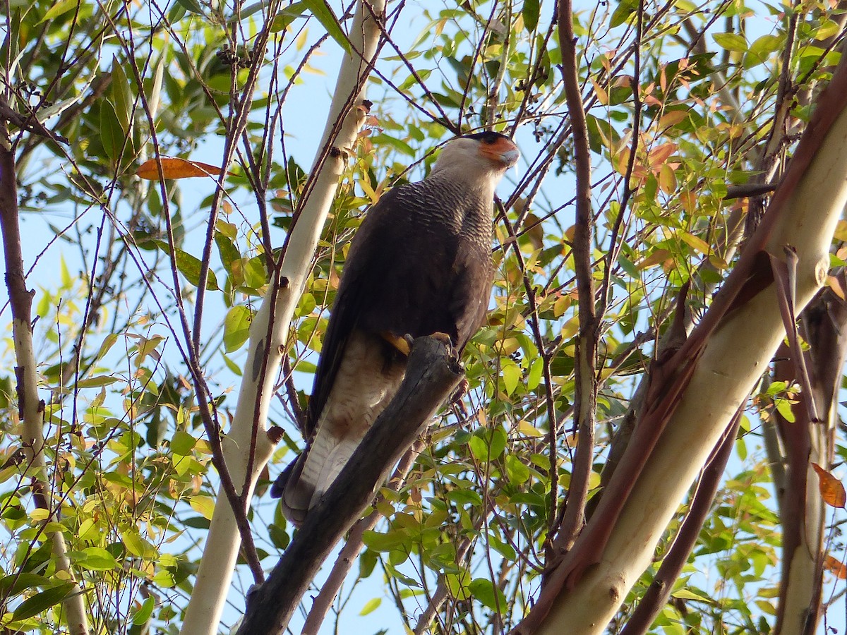 Crested Caracara (Southern) - Cathryn Pritchard
