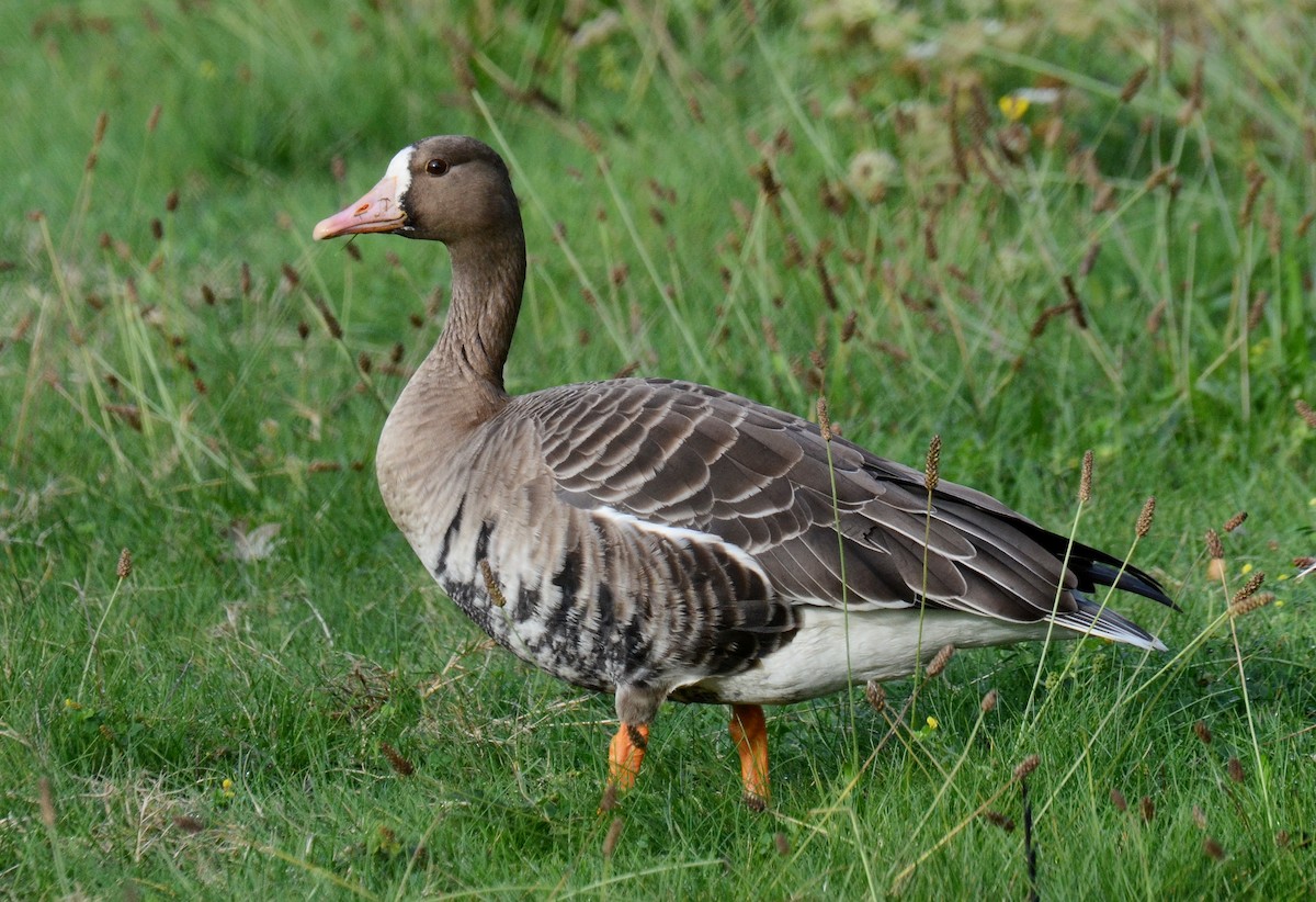 Greater White-fronted Goose (Western) - Steven Mlodinow