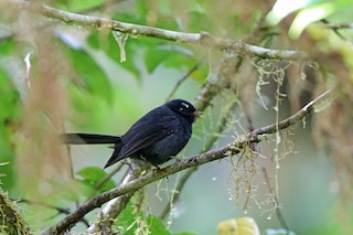  - Black Fantail