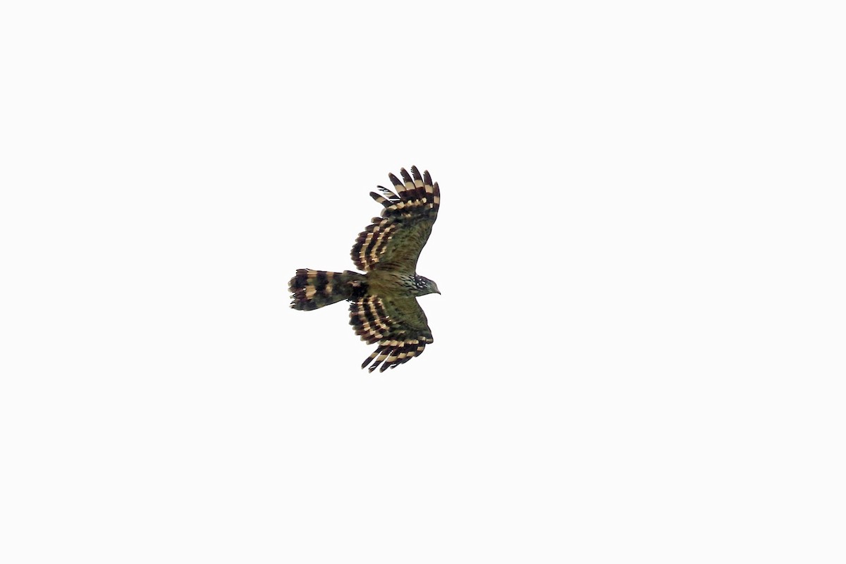Long-tailed Honey-buzzard - Nigel Voaden