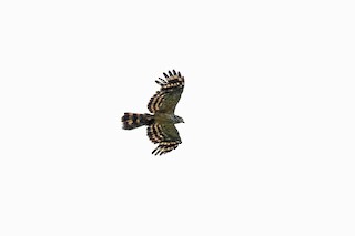  - Long-tailed Honey-buzzard