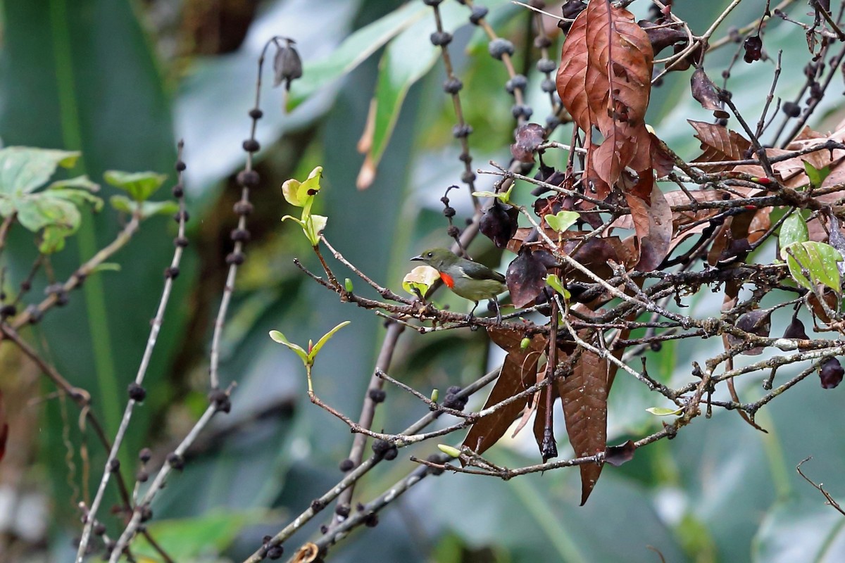 Olive-crowned Flowerpecker - ML47327401