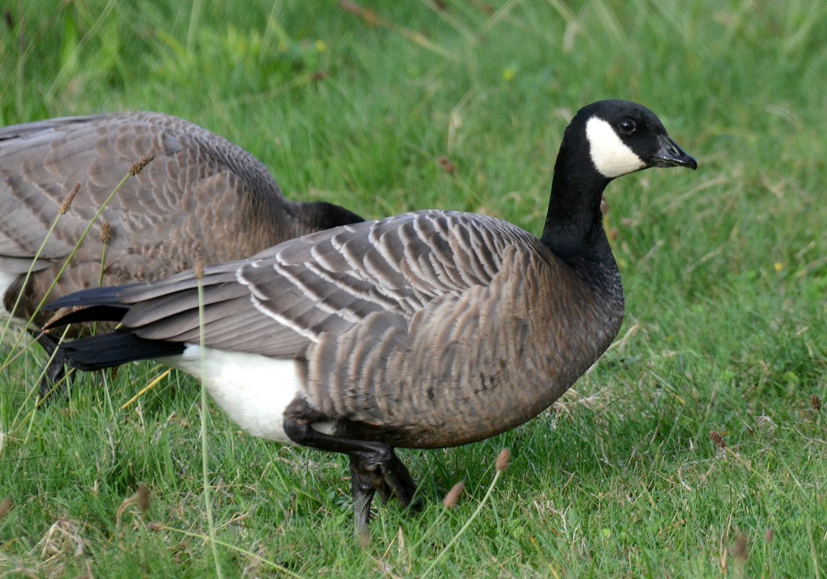 Cackling Goose (minima) - Steven Mlodinow