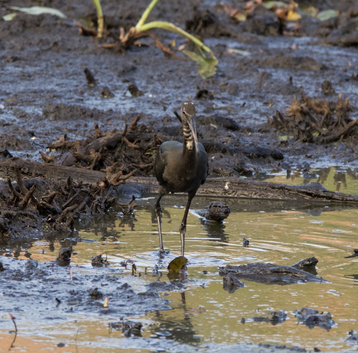 Glossy Ibis - lawrence connolly