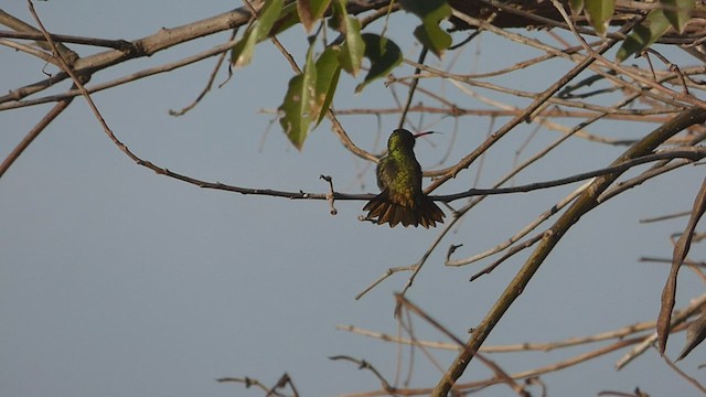 Gilded Hummingbird - ML473277971