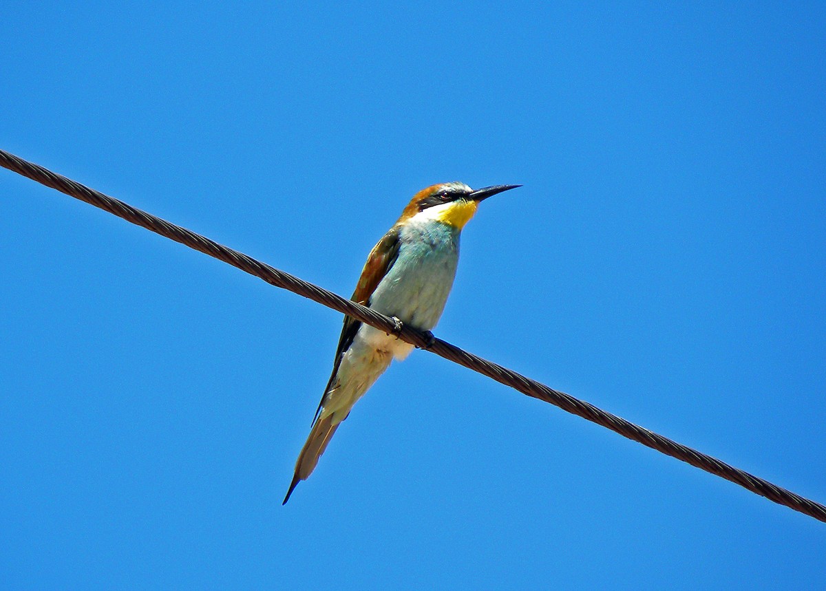 European Bee-eater - Nigel Voaden