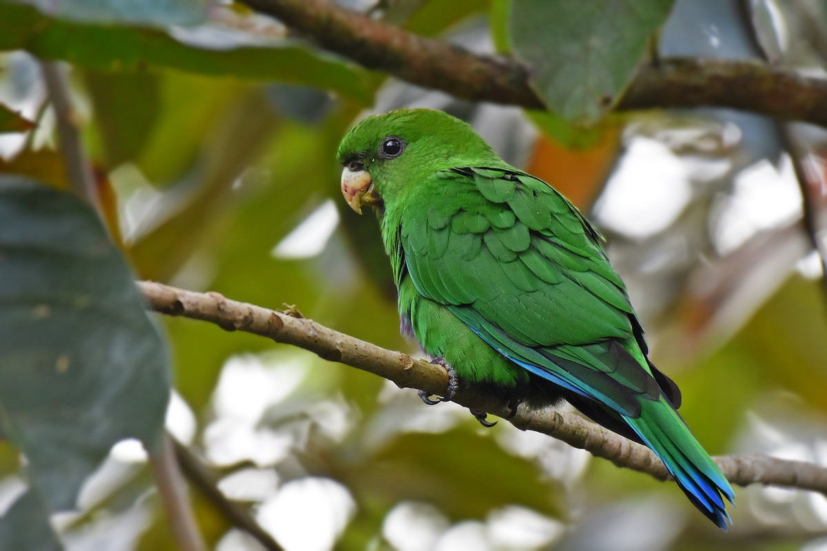 Blue-bellied Parrot - Guilherme  Willrich