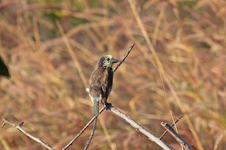  - Anchieta's Barbet