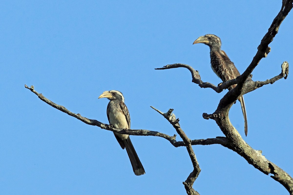 Pale-billed Hornbill - Nigel Voaden