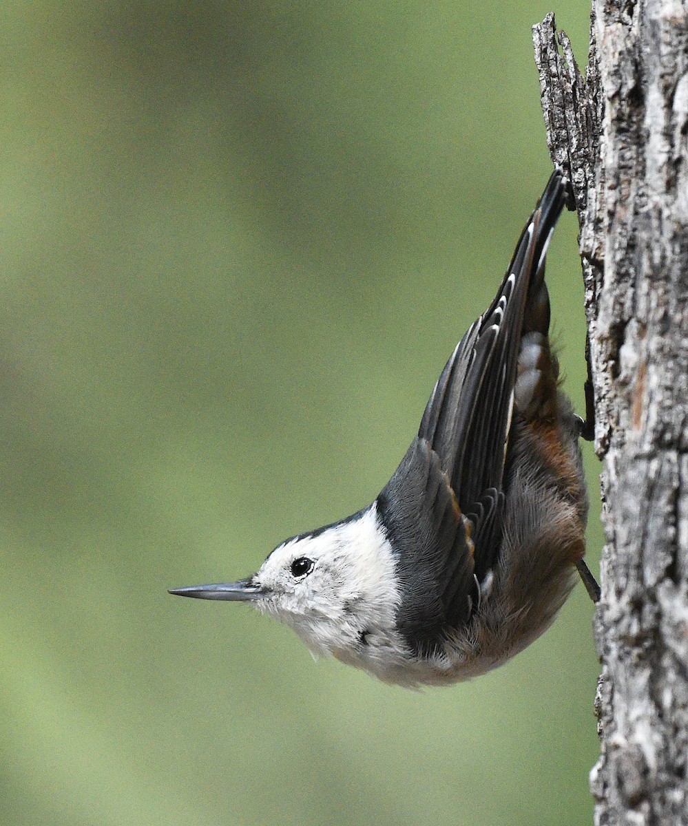 White-breasted Nuthatch (Interior West) - ML473286231