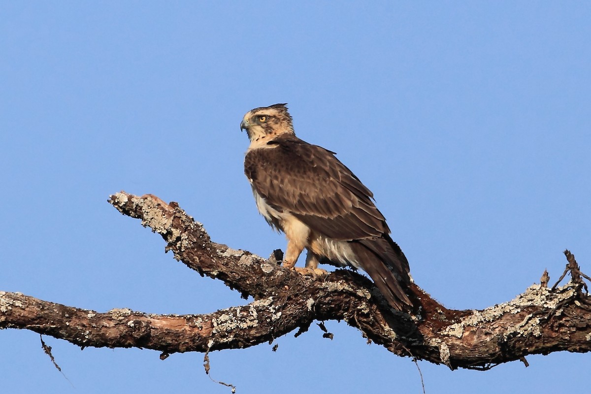Ayres's Hawk-Eagle - Nigel Voaden