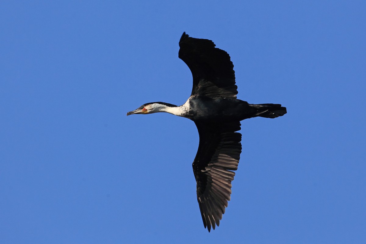 Great Cormorant (White-breasted) - Nigel Voaden