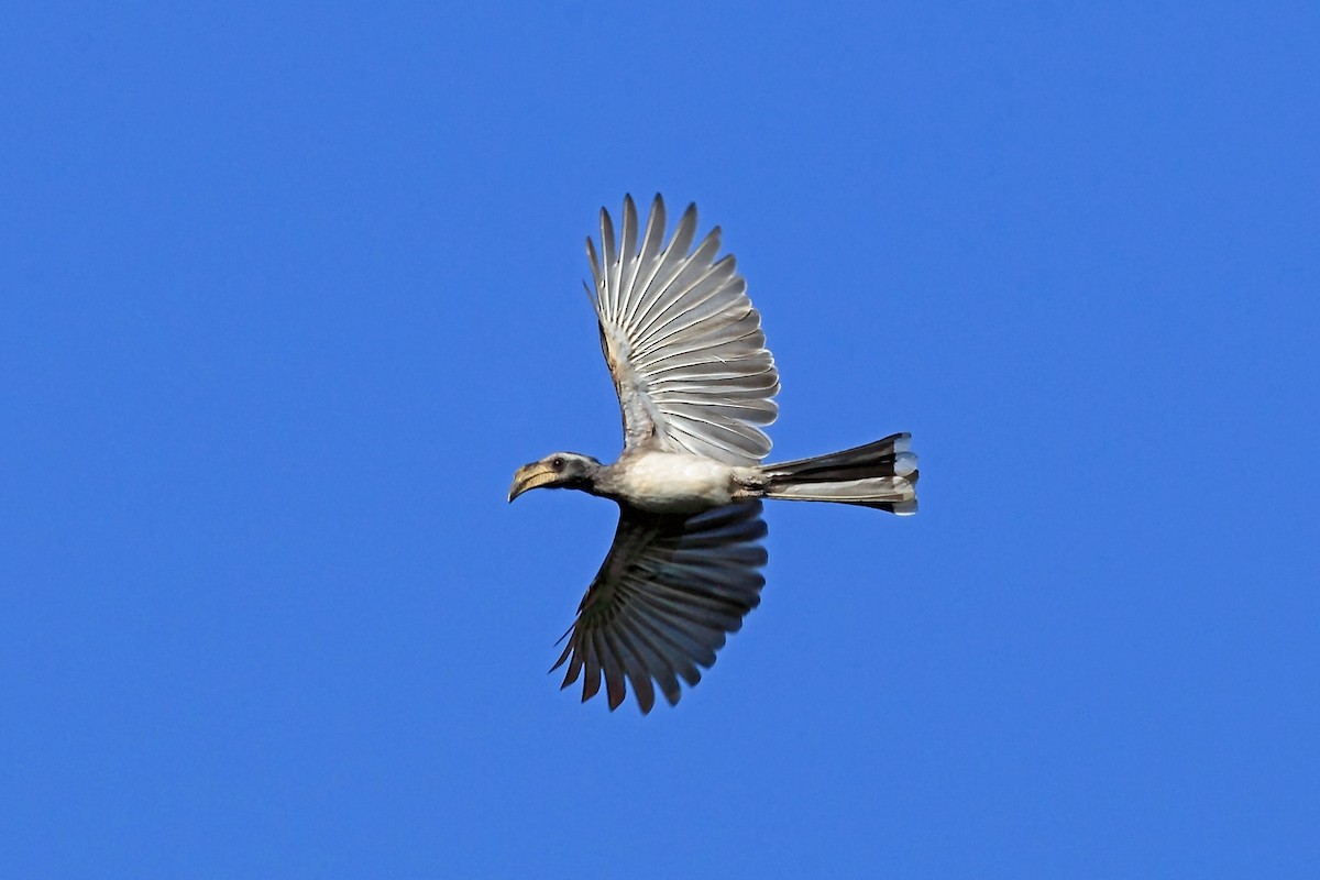 Pale-billed Hornbill - Nigel Voaden