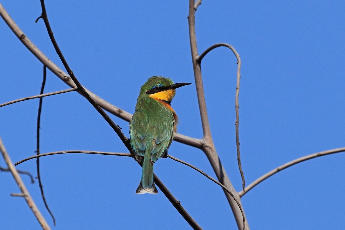 Little Bee-eater - Nigel Voaden