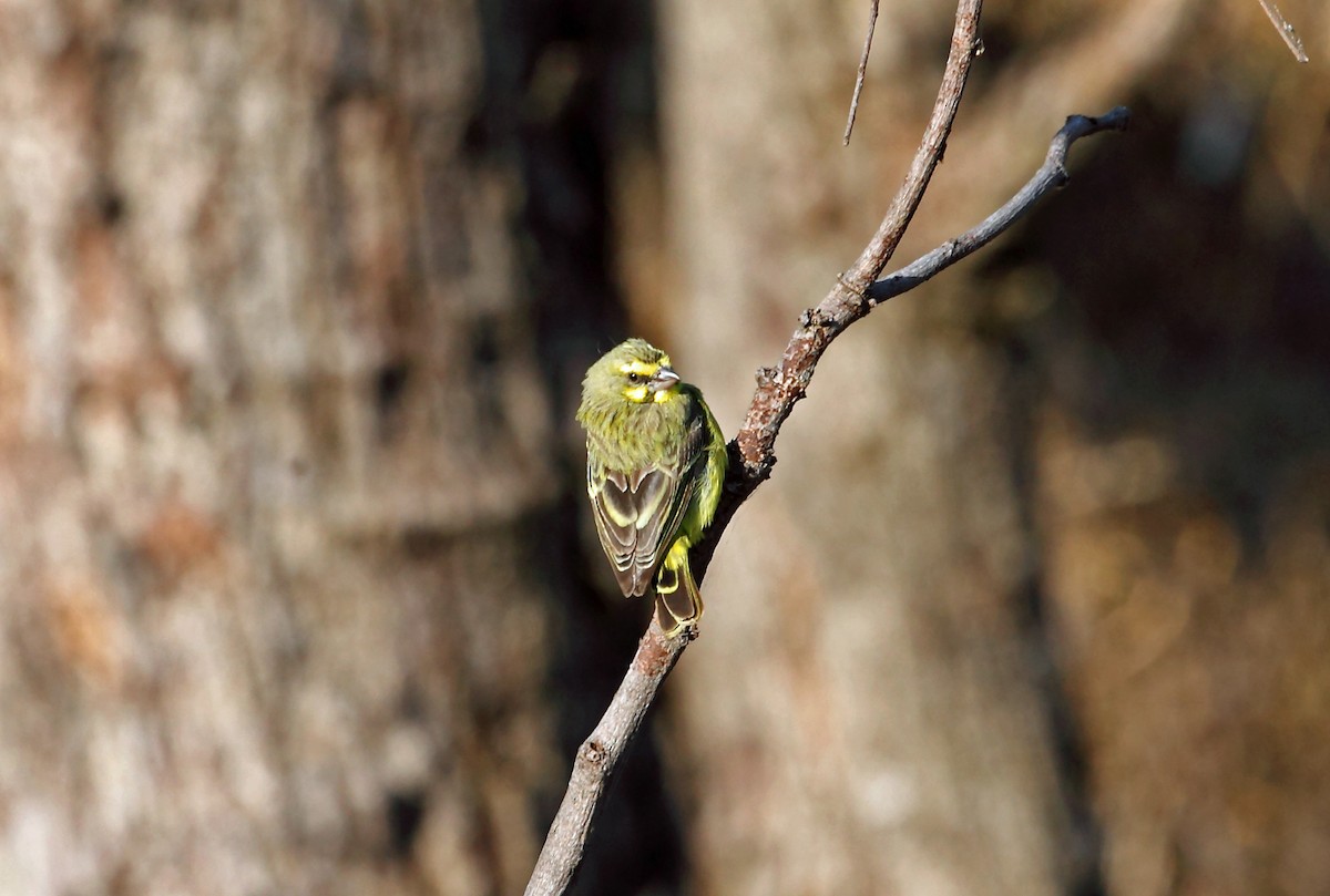 Yellow-fronted Canary - ML47329301
