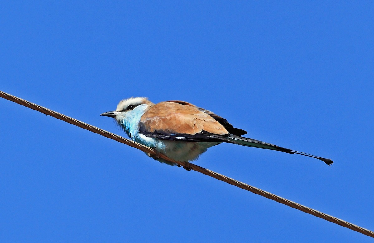 Racket-tailed Roller - ML47329441