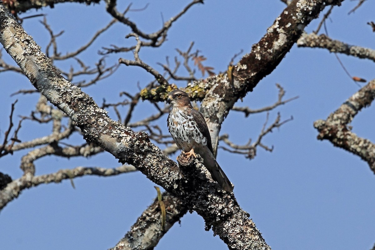 African Cuckoo-Hawk - ML47329741
