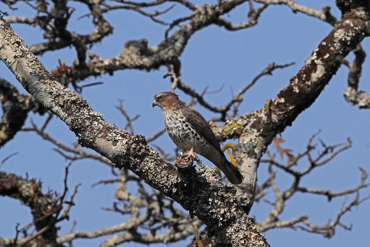 African Cuckoo-Hawk - ML47329751