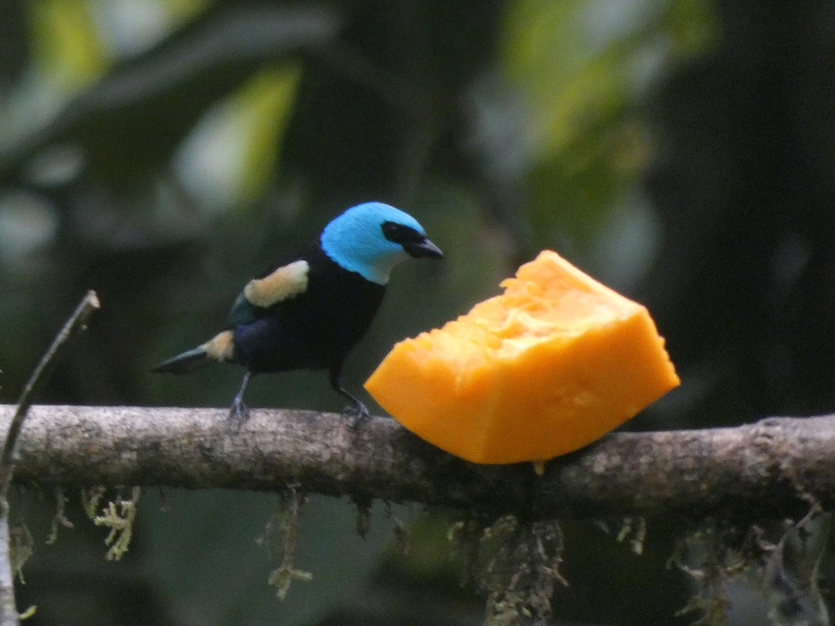Blue-necked Tanager - Paul Suchanek