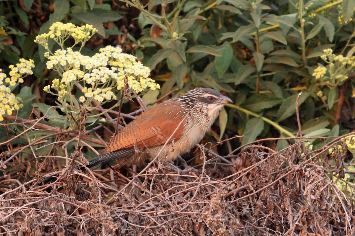 White-browed Coucal (White-browed) - Nigel Voaden