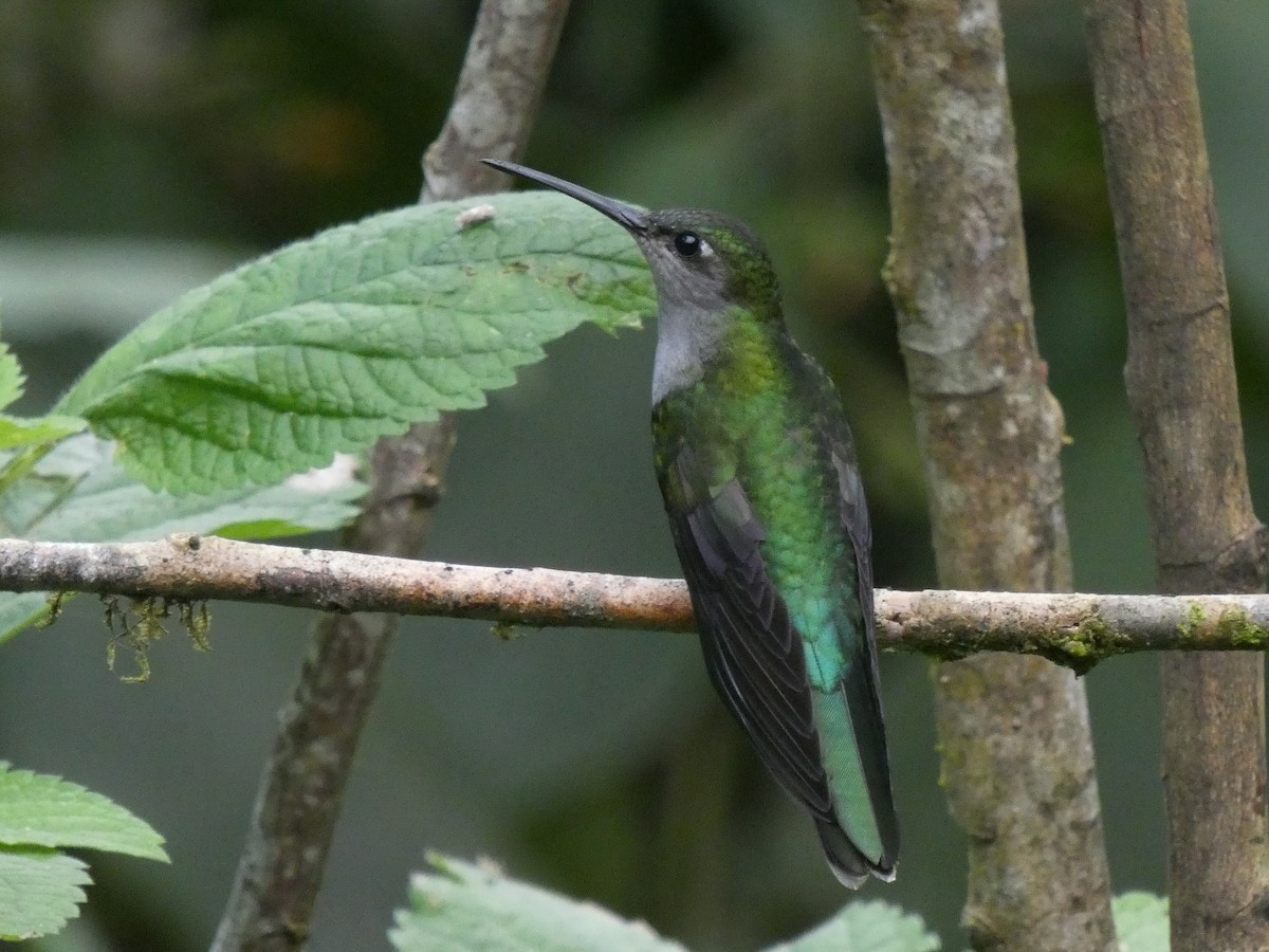 Gray-breasted Sabrewing - ML473303041