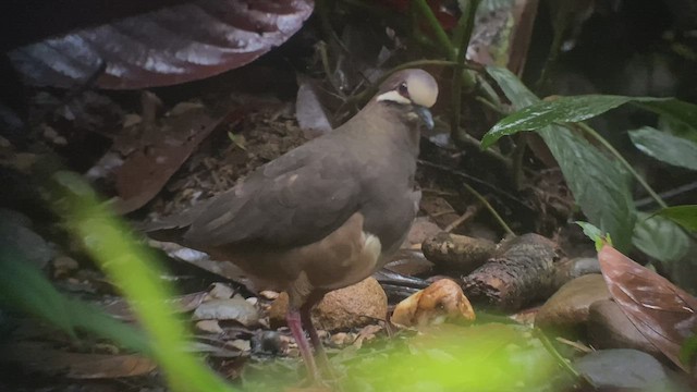 holub olivohřbetý - ML473303551