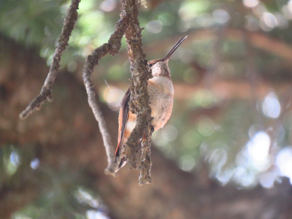 Rufous Hummingbird - ML473305011